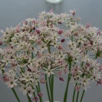 Allium 'Cameleon' Photo: Nijssen